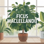 ficus maclellandii illustration plante feuillage allongé moderne