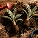 quand planter artichaut jeunes plants et outils jardin