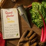 quand planter les blettes en pleine terre plan de travail graines et outils