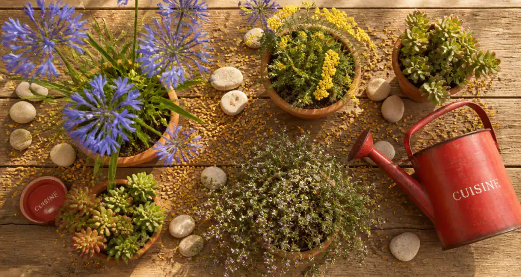 Plantes plein soleil sans arrosage en pots