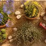 Plantes plein soleil sans arrosage en pots