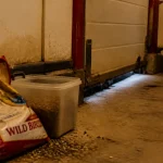 Comment éloigner des rats : traces, graines et laine d’acier près d’une entrée
