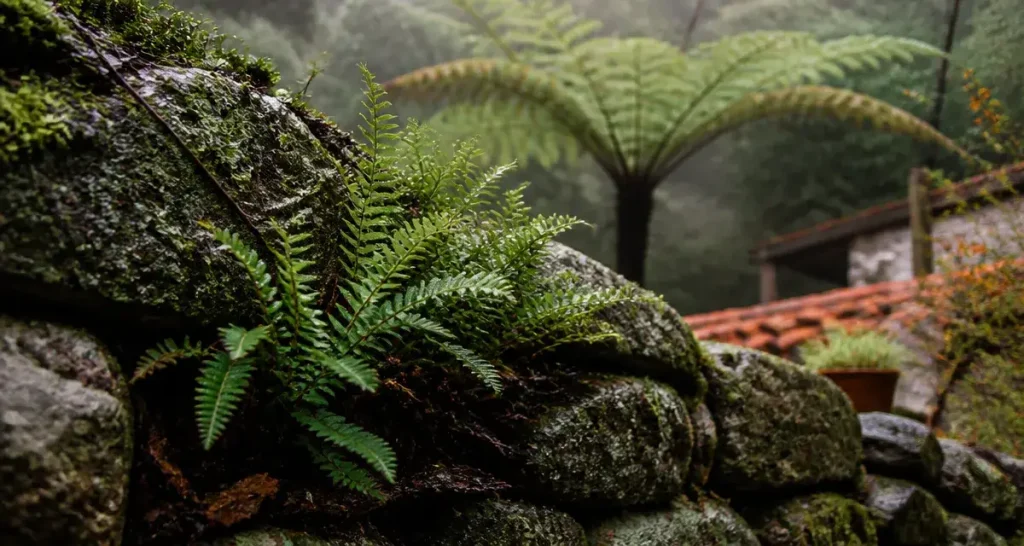 Fougères plantes extérieur en zone ombragée