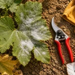 Traitement oidium courgette : voile blanc poudreux sur feuilles